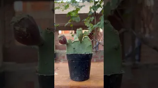 زراعة التين في المنزل Explore Garden Food علوم الزراعه Fruit Arabic 