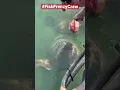 Download Lagu Feeding a giant grouper by hand, is still mind blowing to me. #fishfrenzycrew #goliathgrouper