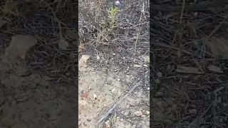 Southern Pacific Rattlesnake (Crotalus oreganus helleri) encounter #adventure #hike #hiking #snake