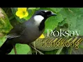Download Lagu Hongkong Poksay Birds