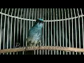 Download Lagu Tledekan biru gacor di malam hari, cocok untuk masteran pleci