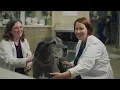 Dr Nadolski s Journey from Veterinary Internship to Criticalist