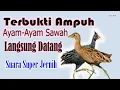 Download Lagu Suara Alam: Suara Pikat Burung Ayam-Ayam Sawah