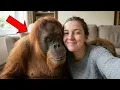 Lagu I Rescued a Baby ORANGUTAN... She's HUGE Now! 🦧