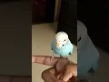 Lagu Anak burung parkit betina bersuara. Jika burung Anda merespons, silakan berlangganan. 🐦😉