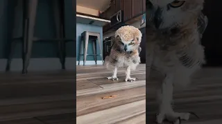 تشتري بومة حيوانات بومه 