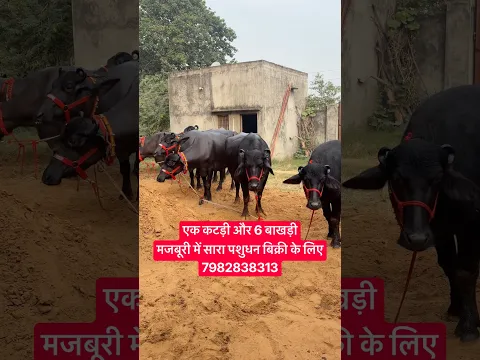 छोटे सींग की कटड़ी और Dry Murrah Buffaloes बिक्री के लिए || Kodan Dairy Farm Kablana (7982838313)