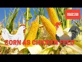 Corn as Chicken Feed for Optimal Health and Egg Production