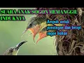 Download Lagu suara anak sogon memanggil induknya ampuh untuk pancingan sogon bahan @masterankasar