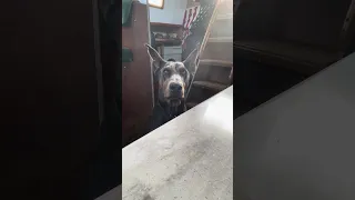 #fyp #dream #pets #doberman #vlog