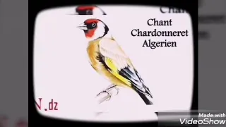                                              تغريد حسون المدية  وزرة دندنها