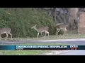 Roanoke Deer Overpopulation