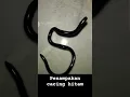 Download Lagu penampakan cacing hitam #shortvideo ##cacing #ngeribanget
