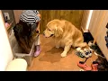 Download Lagu A caring sister and a pet dog who is used to being looked after