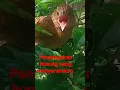 Download Lagu bubut Alang Alang #shorts #viralshorts #acehviral #indoviral#jelajahaceh #kicoumania