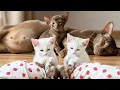 Download Lagu Calico Janitor Kitten Protects Baby at School — Cutest Moments Recap!