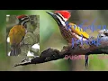 Download Lagu Masteran burung !! Kicau suara pelatuk tembakan rapet durasi panjang 9 jam
