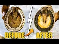 Download Lagu Satisfying Hoof Restoration | 4K Farrier ASMR