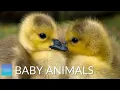 Quiet Classroom Music For Children - Baby Animals