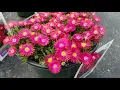 Delosperma Jewel of Desert Garnet Ice Plant Amazingly Bright Drought Tolerant Perennials