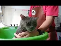 Download Lagu Cat Grooming Goop Degreasing + Bathing 1 All System Shampoo
