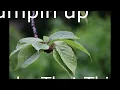 Shake That Thing  - Jumpin'up