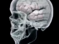 Your Brain on Drugs - Hydrocodone College Health Guru
