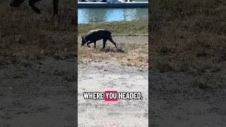 She the happiest girl !! #Fyp #dream #YouTube #doberman #pets