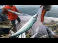 Download Lagu Luar biasa‼️ Kawanan ikan sangat banyak hingga bingung memilihnya