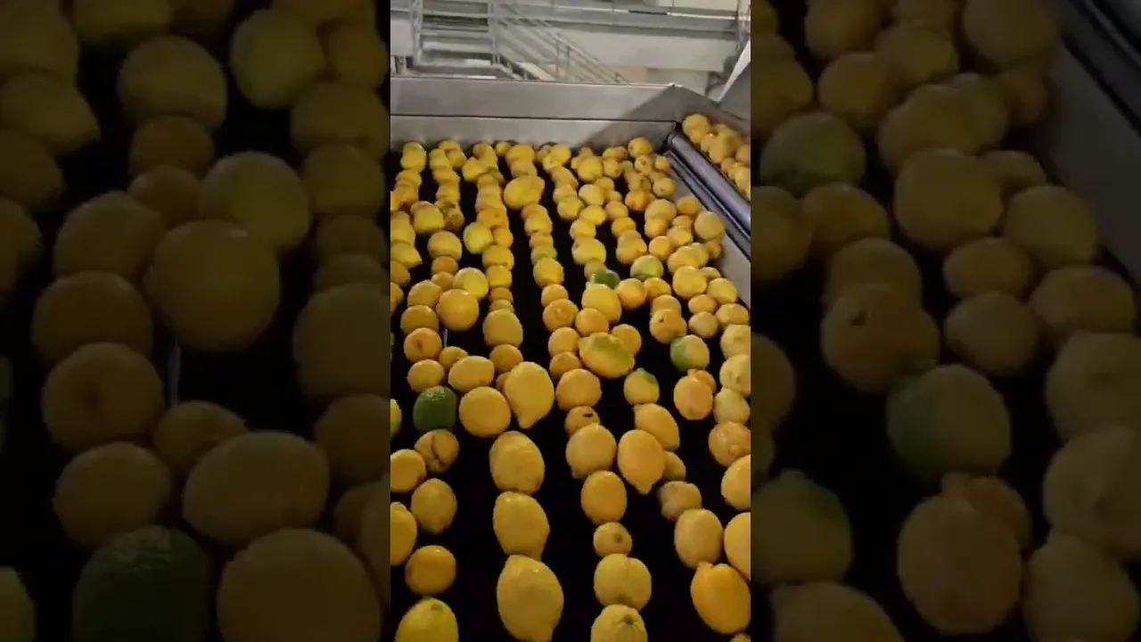 Tuscanini Lemon Juice being squeezed this morning in Sicily!  