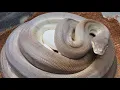 More olive python eggs