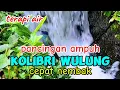 Download Lagu pancingan ampuh kolibri wulung agar cepat nembak, suara air terapi burung