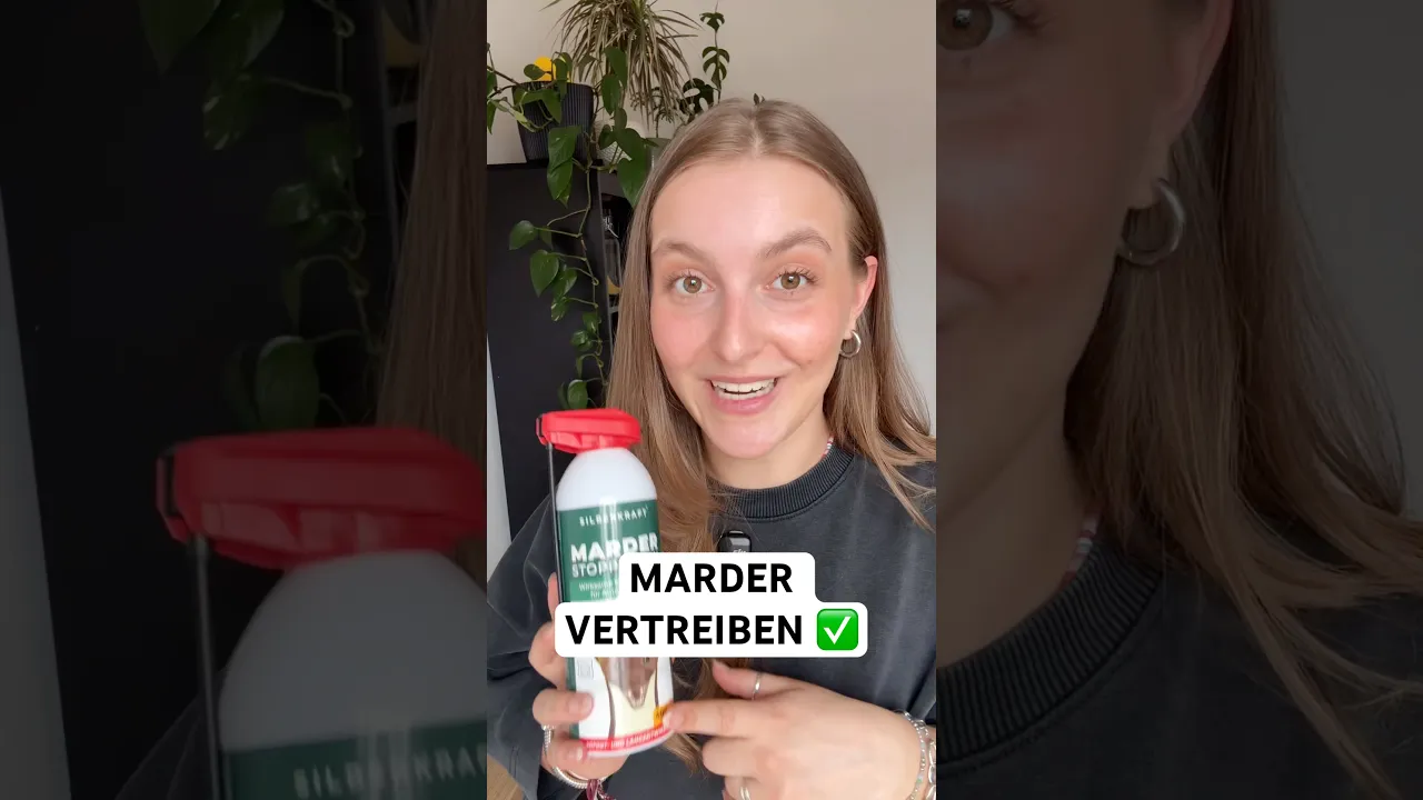 Marder vom Dachboden oder Auto vertreiben. Marder fernhalten und Bissschäden vermeiden. ⚠️