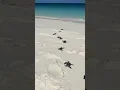 It s turtle hatching season on Wilson Island