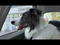 Smart Border Collies Suddenly Realize They’re at the Vet