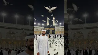 المنشد احمد حسن الاقصري يا طير يا طاير فوق  المنشد احمد حسن الاقصري يا طير يا طاير فوق