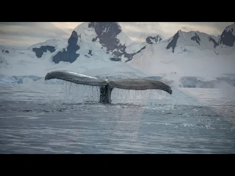 Download MP3 Humpback Whale Song with Whale Sounds and Images