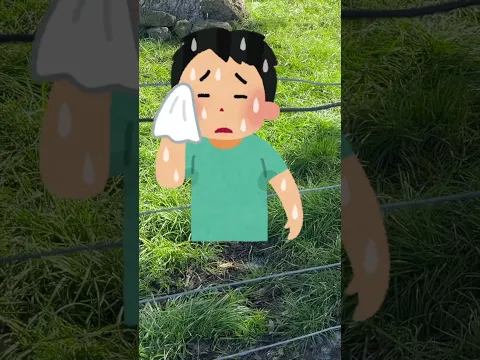 Why Pigs Like to Roll in the Mud🐖🧴 Pigs for Toddlers