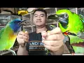 Lagu BURUNG BUAT AVIARI MINI SUARA ISTIMEWA DI JUAL MURAH 