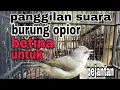 Download Lagu PANGGILAN SUARA BURUNG OPIOR BETINA 🌹SEDANG BIRAHI ‼️