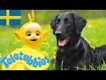 Download Lagu Teletubbies Svenska: Säsong 3, Episod 77