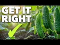 Cucumber Growing Masterclass The Secret to Perfect Cucumbers