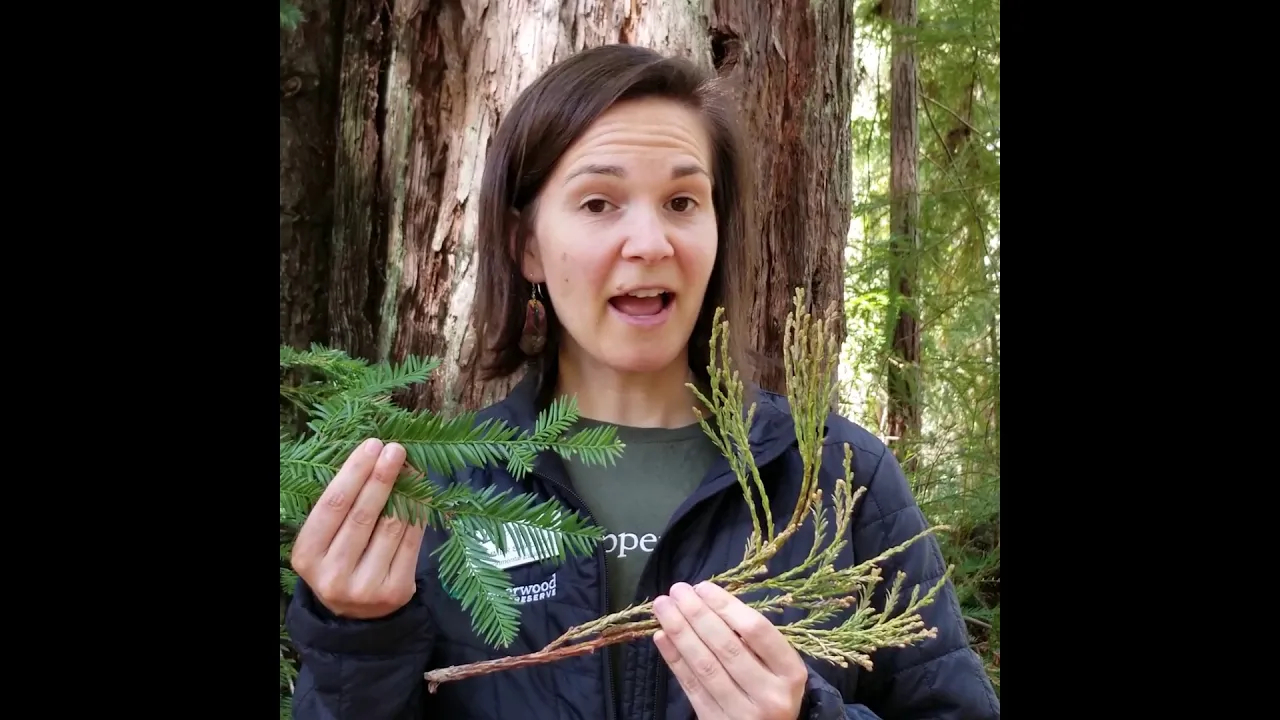 Wild Wonders: Coast Redwood