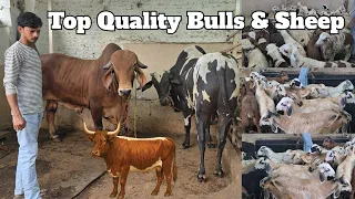 top quality bulls u0026 sheep madurai guntur u0026 other breed sheep available in hyderabad