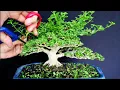 Lagu PRUNING BONSAI SANCANG JUARA