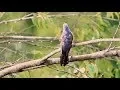 Download Lagu Kicau Burung Kedasih Gacor Nangkring Di Hutan