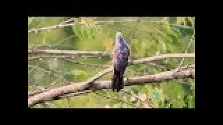 kicau burung kedasih gacor nangkring di hutan