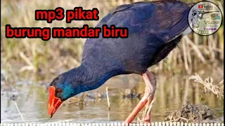 Download Suara pikat mandar biru||mandar besar MP3