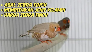 Download Mengenal Burung Zebra Finch Beserta Harga Jualnya MP3