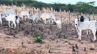 Visitando o gado